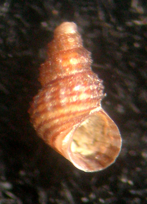 Alvania scabra